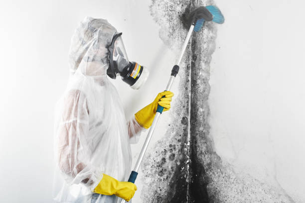 Biohazard Mold Removal in Kentfield, CA