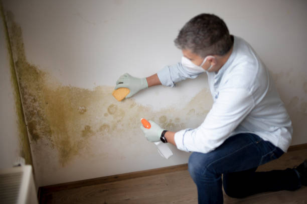 Best Water Damage & Mold Remediation  in Kentfield, CA